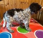 Anderkander Buddhi Bo,  (--)