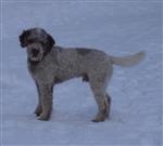 Caesar von der Pfefferbande