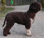 Furbo dello Spirito del Bosco,  (SHSB717964)