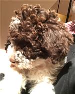 Ciara vom Luäg is Land,  (--)