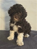 Charly dai Riccioli di Appowila,  (--)