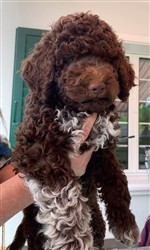 Wino vom Luäg is Land,  (--)