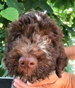 Valesca dello Spirito del Bosco,  (--)