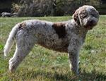 Gingercreek Truffle Quick Lazy Bones, Ellie (SHSBA10477)
