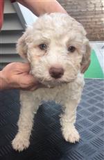 Ello Toby of Golden Comfort,  (--)