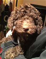 Corona vom Luäg is Land,  (--)