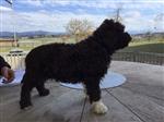 Gino Felice di montefame,  (--)