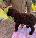 Eros vom Luäg is Land, Samy (--)