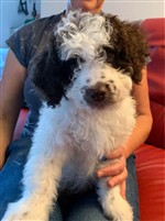 Zeus vom Luäg is Land,  (--)