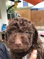 Alda vom Luäg is Land