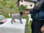 Champ Aylo va de Gogwärgini,  (--)