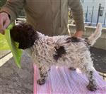 Enrik-Enook vom Luäg is Land