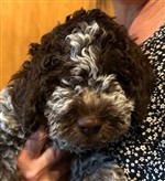 Anderkander Basi Bobby,  (--)