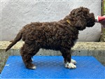 Tora Amici per sempre,  (--)