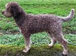 Onesto Oreo of Golden Comfort,  (SHSB710337)
