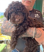 Watson vom Luäg is Land,  (--)