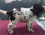 4 Color Passion Nello Tartufo