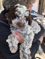 Lea de l‘île d‘Ogoz,  (--)