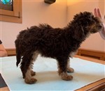 Asco vom Luäg is Land,  (--)