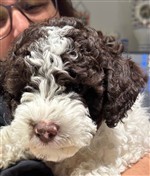 4 Color Passion Timea Hana,  (--)