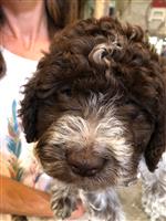 zampe fortuna Bruna,  (--)