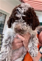 Wennya vom Luäg is Land,  (--)