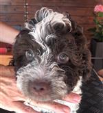 Figaro Louis of Golden Comfort,  (--)