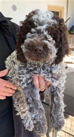 Lumi de l‘île d‘Ogoz,  (--)