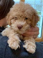 Abba-Lotti vom Luäg is Land