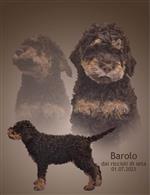 Barolo dai riccioli di seta,  (--)