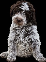 Io sono Cicco dello Spirito del Bosco