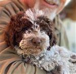 Emilio vom Luäg is Land,  (--)