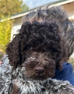 Dolly de la Chésalline,  (--)