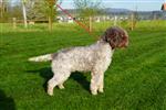 Balu (Arandelovic),  (SHSB801070)