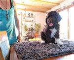 Cooper di Cavallovia,  (--)