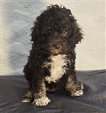 Cella dai Riccioli di Appowila,  (--)