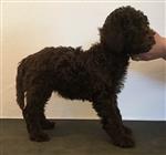 Elmo del ré di cuori,  (--)