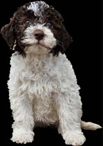 India dello Spirito del Bosco