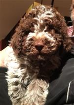 Cristo vom Luäg is Land,  (--)