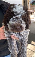 Lumi de l‘île d‘Ogoz,  (--)