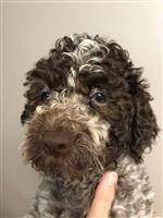 Mellina Mila of Golden Comfort,  (--)