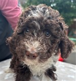 Peppina Fanny of Golden Comfort,  (--)