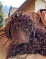 Eros vom Luäg is Land, Samy (--)