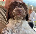 Enrik-Enook vom Luäg is Land,  (--)