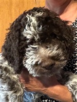 Anderkander Buddhi Bo,  (--)