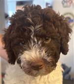 nid de mauberger Omorphi Eleni,  (--)