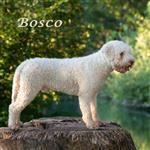 Maximilian del sogno del Bosco, Bosco (SHSB741927)